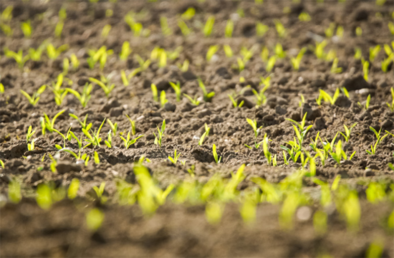 Tackling Pests and Diseases in Ohio’s Fields